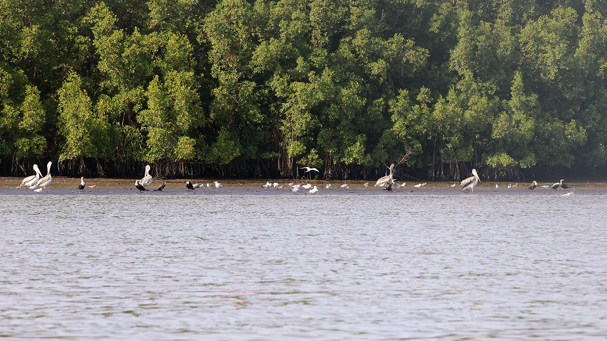 The Gambia River